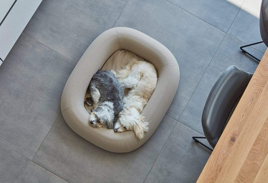 Hundebetten bei BARKLYN: So finden Sie das perfekte Bett für Ihren Vierbeiner