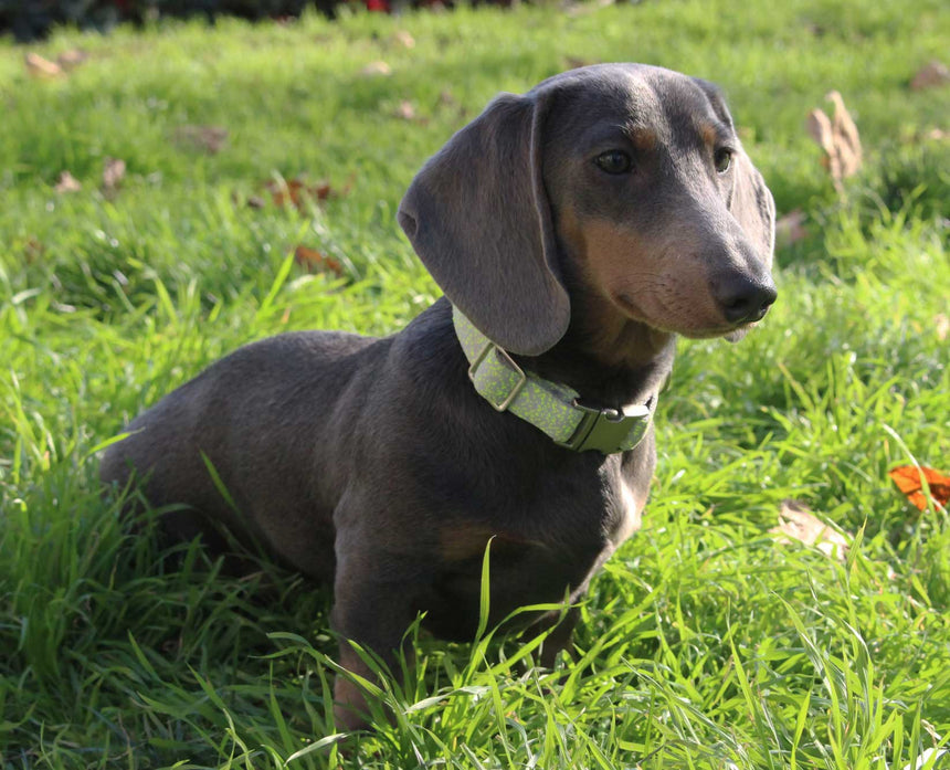 BARKLYN Collares TOKU FLUOR COLLAR