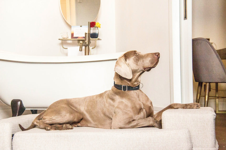 BARKLYN Collares YOSHI NOIR COLLAR