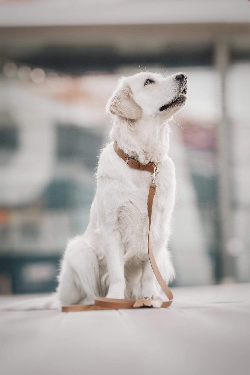 LABBVENN Hundelederleine LABBVENN Hundehalsband KOLLU