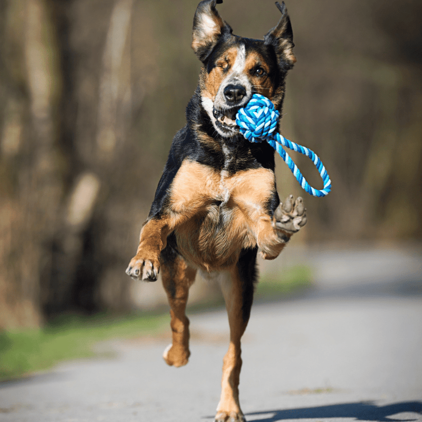 LABONI Hundespielzeug LABONI Maxi Schleuderball