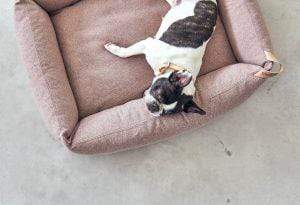 MiaCara Hundebett MiaCara Box-Bett Divo