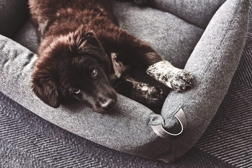 MiaCara Hundebett MiaCara Box-Bett Stella