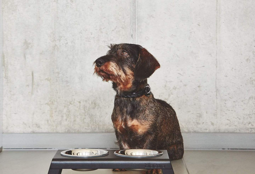 MiaCara Hundehalsband MiaCara Bergamo Halsband