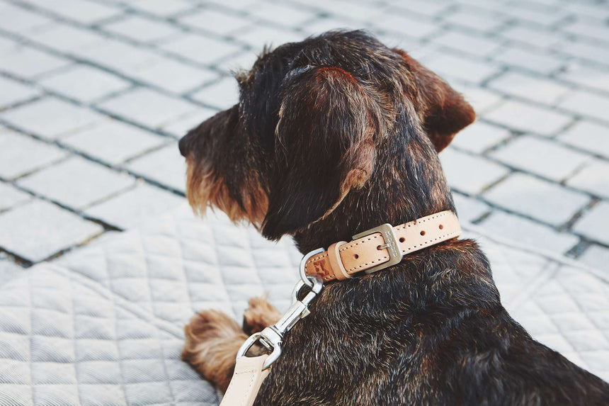 MiaCara Hundehalsband MiaCara Bergamo Halsband