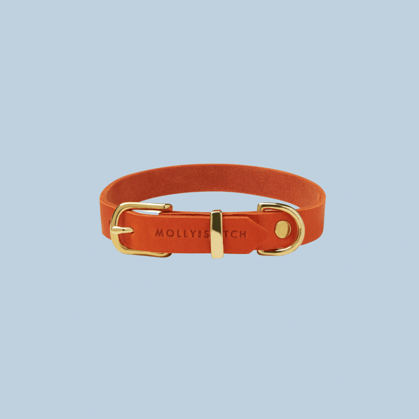 Molly & Stitch Hundelederhalsband MOLLY&STITCH "BUTTER" Lederhalsband - Mango