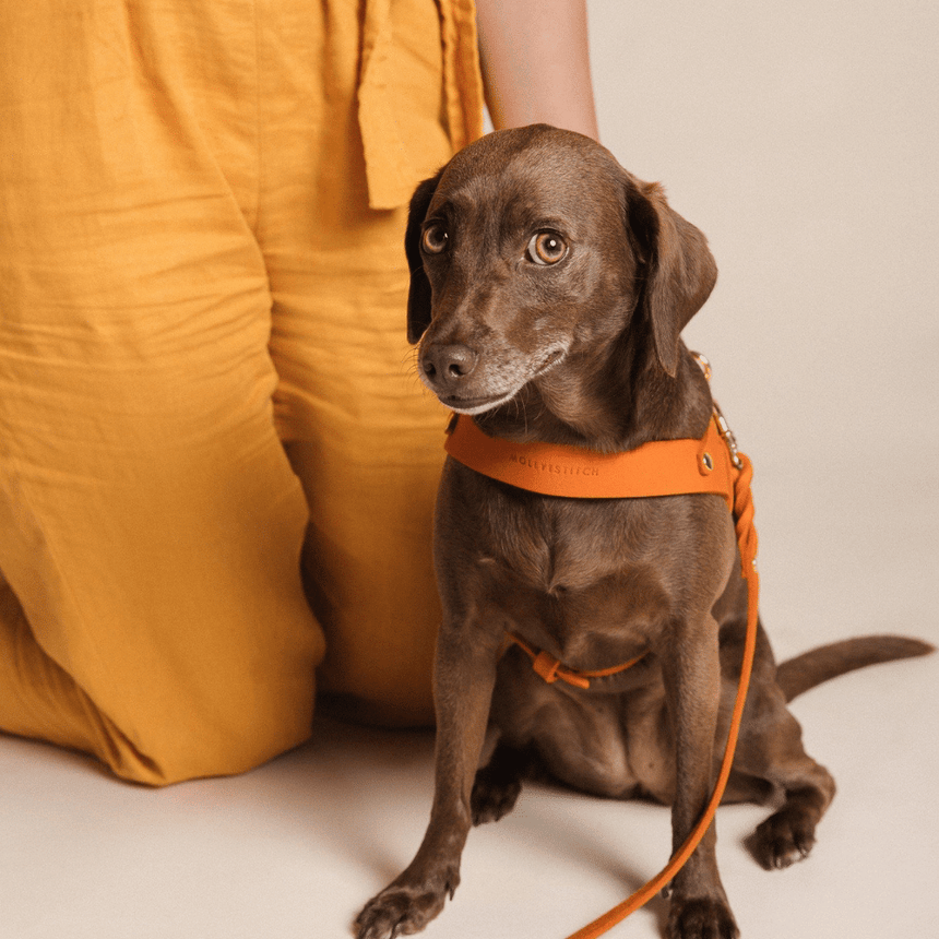 Molly & Stitch Hundelederleine MOLLY&STITCH “BUTTER“ CITY HUNDELEINE - MANGO