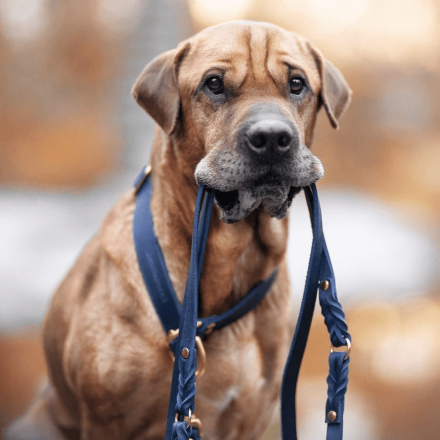 Molly & Stitch Hundelederleine MOLLY&STITCH “BUTTER“ Lederleine 3X VERSTELLBAR - NAVY BLAU