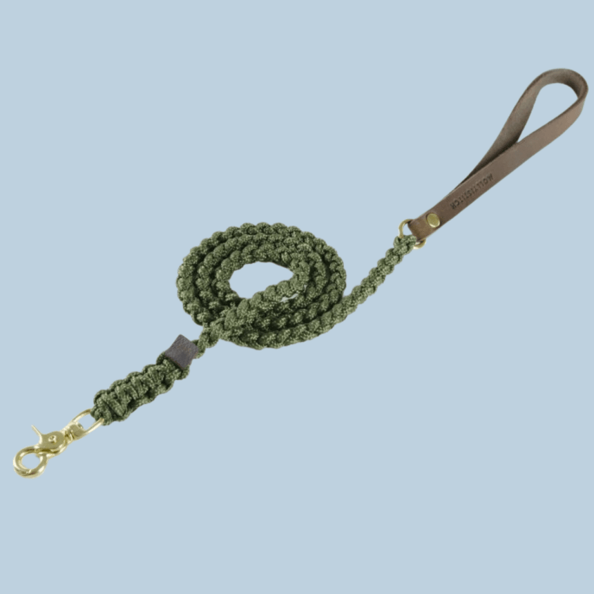 Molly & Stitch Hundeleine Tau S | Länge: 140 cm, Breite: 6 mm / Gold MOLLY&STITCH "TOUCH OF LEATHER" HUNDELEINE MILITARY