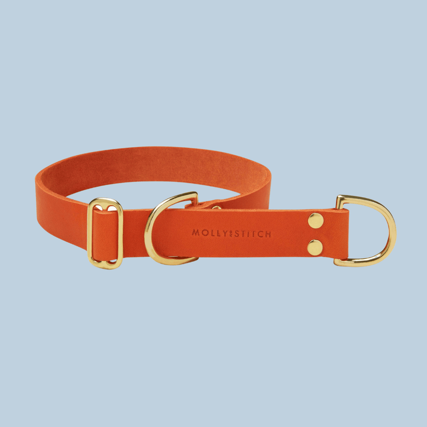 Molly & Stitch Retrieverhalsband Leder 50 cm Max. | Breite: 2,oo cm / Gold MOLLY&STITCH "BUTTER" RETRIEVER LEDERHALSBAND - MANGO