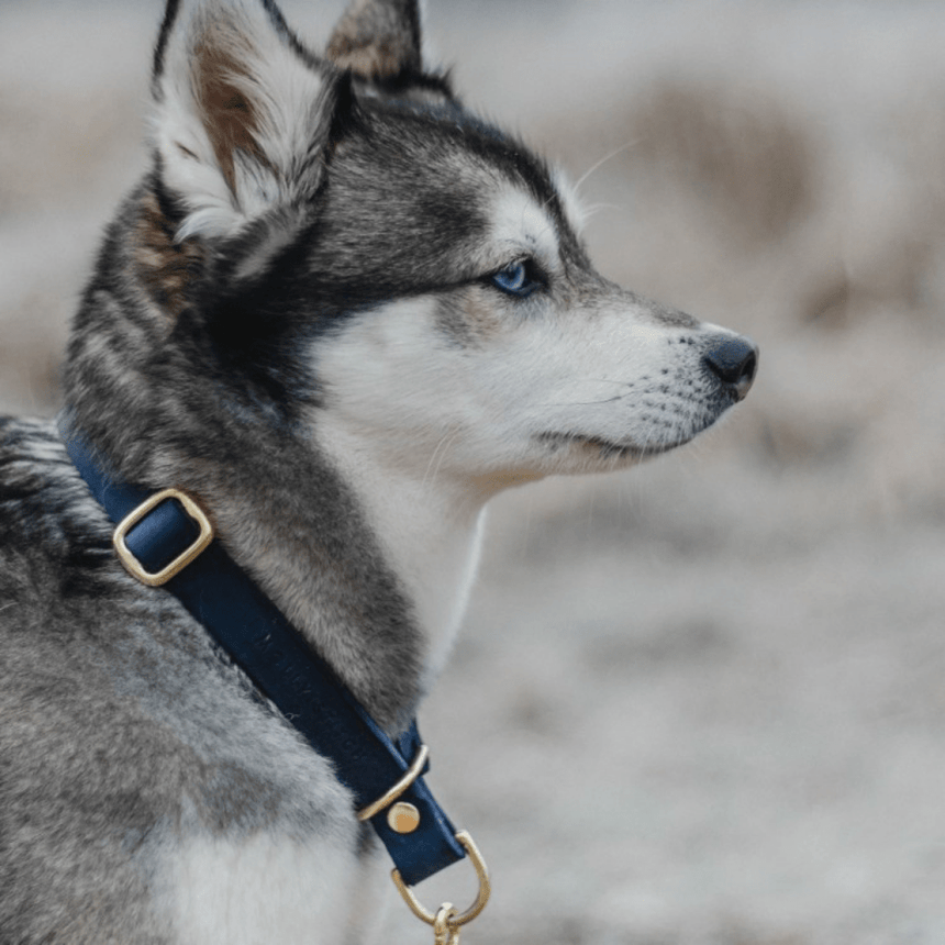 Molly & Stitch Retrieverhalsband Leder MOLLY&STITCH "BUTTER" RETRIEVER LEDERHALSBAND - NAVY BLAU