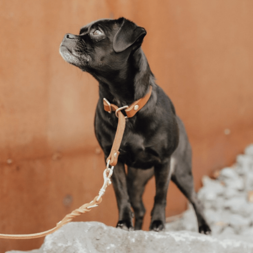 Molly & Stitch Retrieverhalsband Leder MOLLY&STITCH "BUTTER" RETRIEVER LEDERHALSBAND - SAHARA COGNAC
