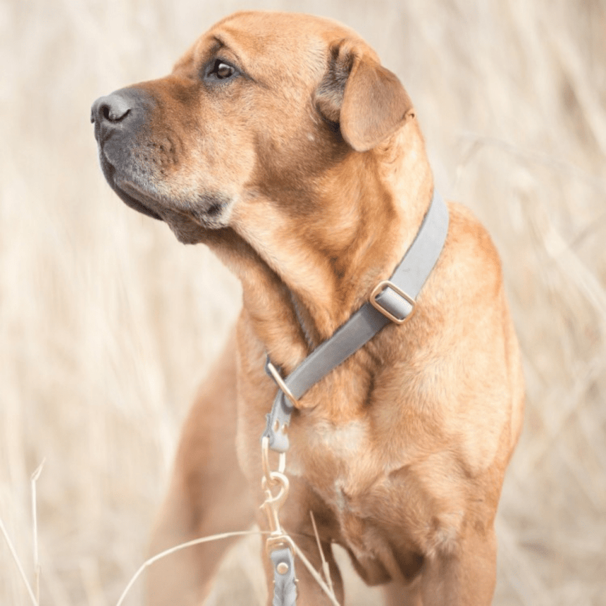 Molly & Stitch Retrieverhalsband Leder MOLLY&STITCH "BUTTER" RETRIEVER LEDERHALSBAND - ZEITLOSES GRAU