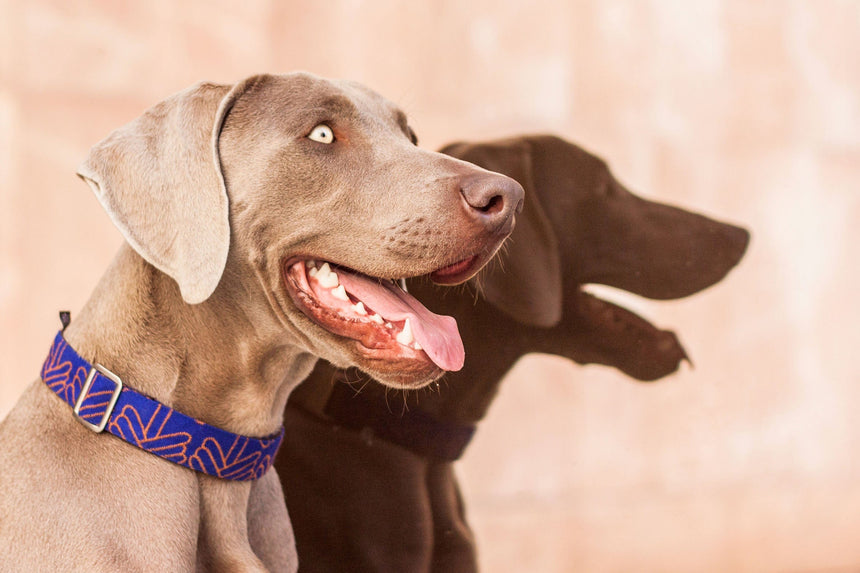 VOL DOG Hundehalsband LOLA KLEIN Halsband