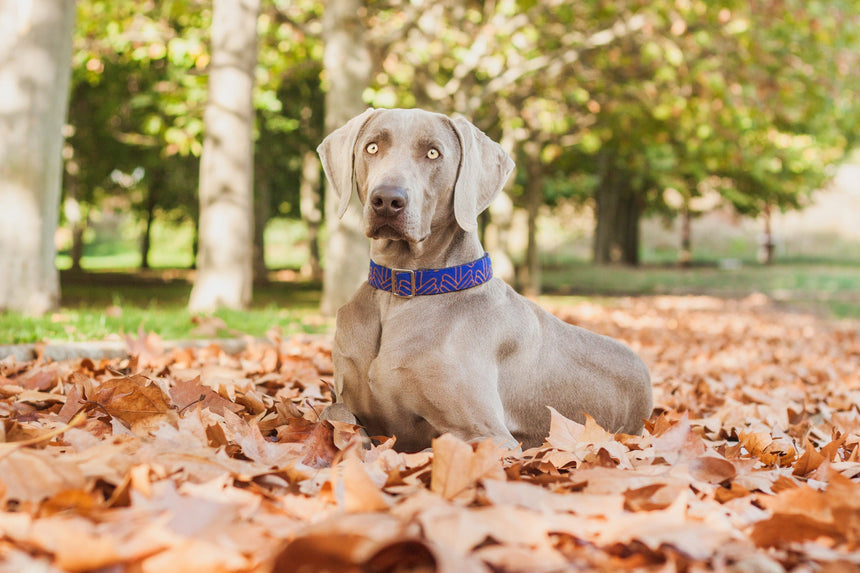 VOL DOG Hundehalsband LOLA KLEIN Halsband