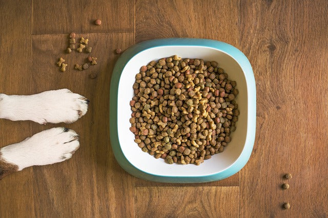 Hundegesundheit und Ernährung, wählen Sie das richtige Futter und lernen Sie, wie Sie Ihren Vierbeiner optimal füttern – für ein langes, gesundes Hundeleben.