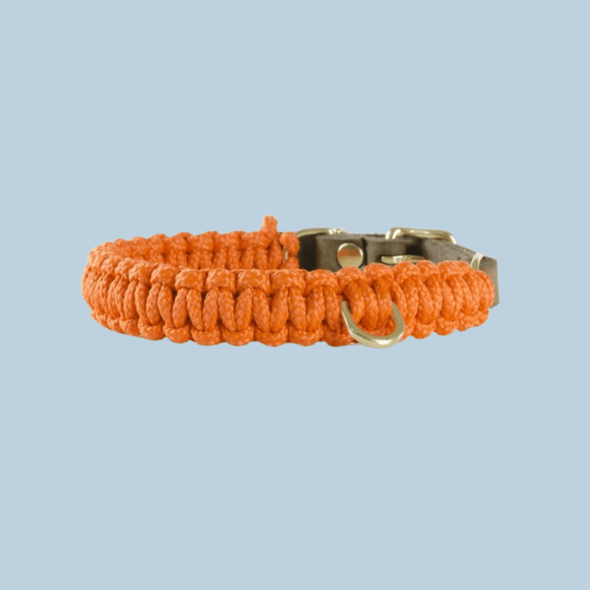 Molly & Stitch Hundehalsband Tau XS | 24cm-28cm | 1,2cm Breite / Gold MOLLY&STITCH "TOUCH OF LEATHER" HUNDEHALSBAND PUMPKIN